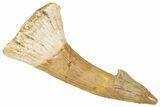 Fossil Sawfish (Onchopristis) Rostral Barb - Morocco #322820-1